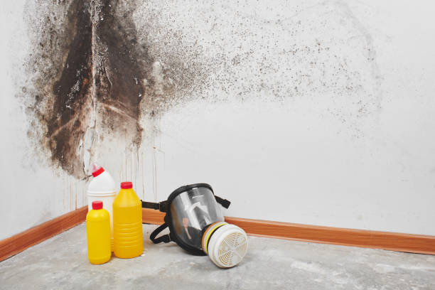 Best Mold Testing and Removal  in Sterling, GA