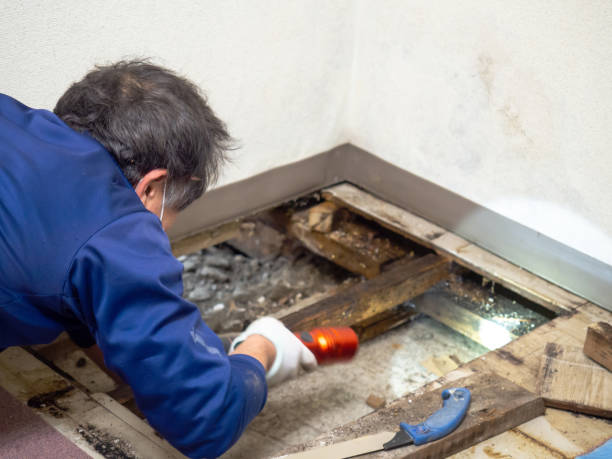 Best Residential Mold Removal  in Sterling, GA