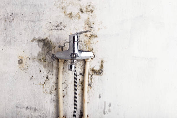 Mold Testing and Removal in Sterling, GA