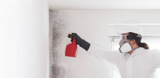 Best Certified Mold Removal  in Sterling, GA