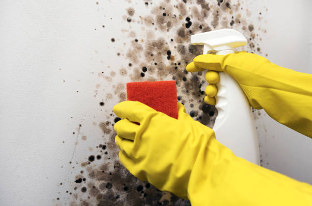 Best Same-Day Mold Removal  in Sterling, GA