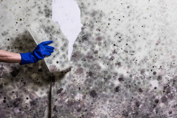 Water Damage Restoration in Sterling, GA